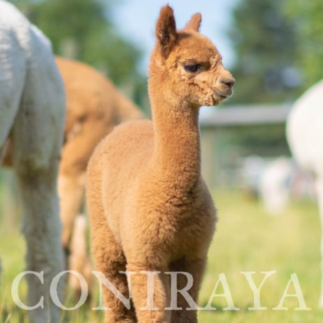 Coniraya Super Heather 2