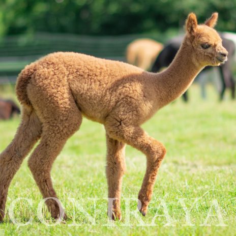 Coniraya Super Heather 3