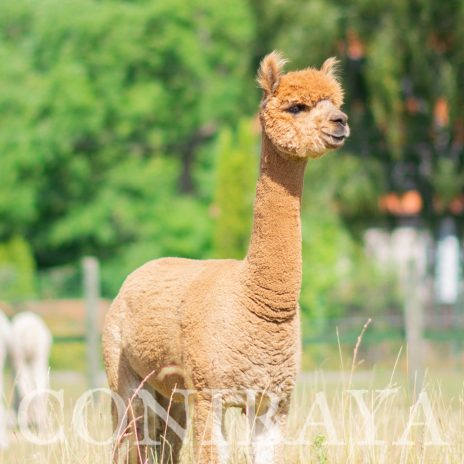 Coniraya Super Heather 5