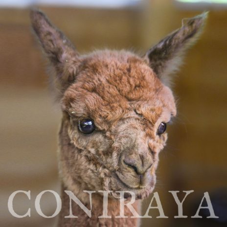 Coniraya Super Tiramisu 1