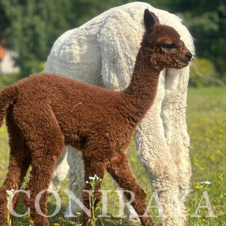 Coniraya Super Tiramisu 2