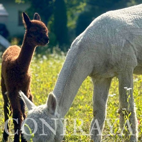 Coniraya Super Tiramisu 3