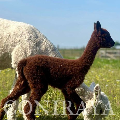 Coniraya Super Tiramisu 4