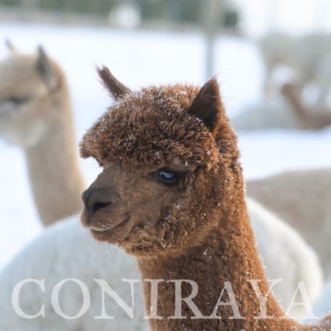 Coniraya Super Tiramisu 7