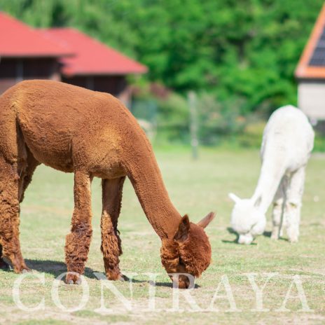 Coniraya Super Tiramisu 8