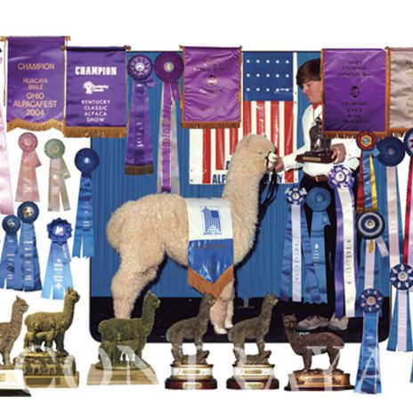 Coniraya TAG Peruvian Pretty Pandora 1