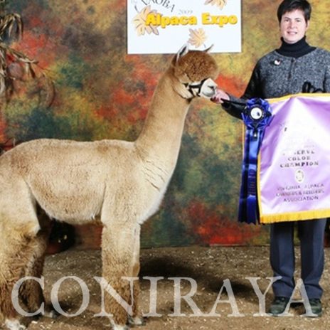 Coniraya TAG Peruvian Pretty Pandora 2