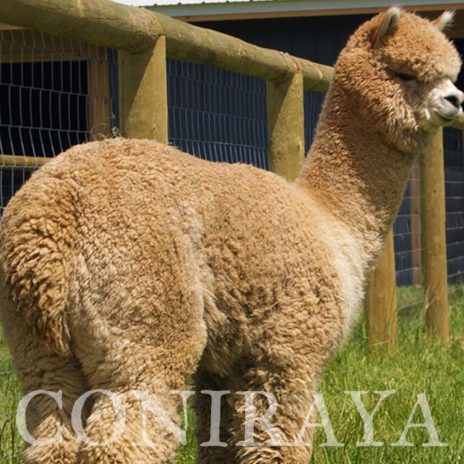 Coniraya TAG Peruvian Pretty Pandora 3