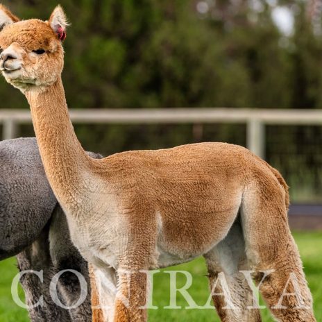 Coniraya TAG Peruvian Pretty Pandora 4