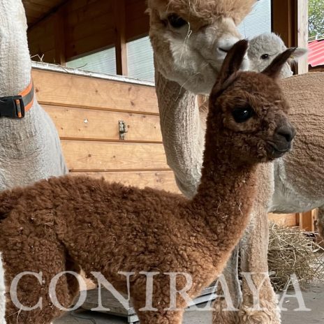 Coniraya Tintoretto 1