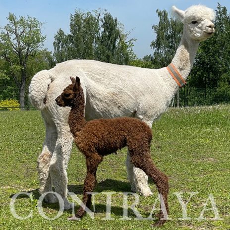 Coniraya Tintoretto 2