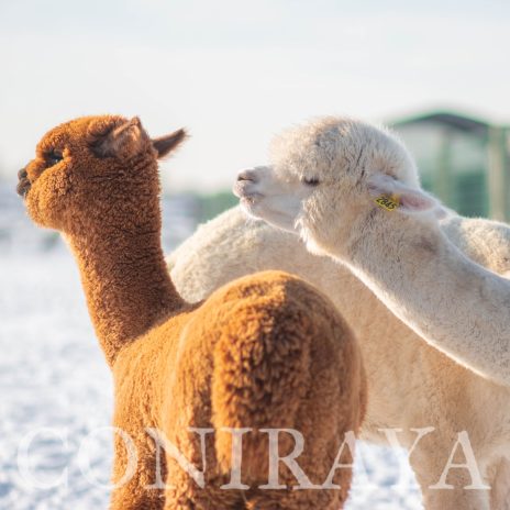 Coniraya Tintoretto 4