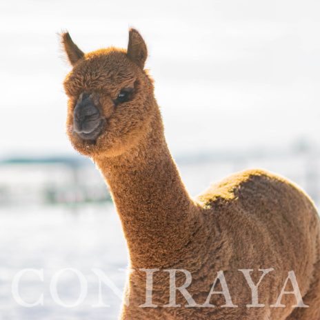 Coniraya Tintoretto 6