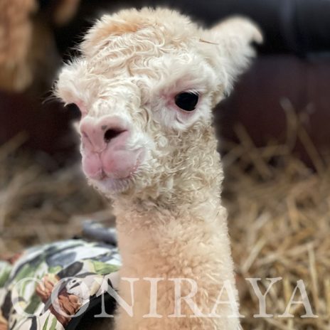 Coniraya Vanilla Annabelle 2