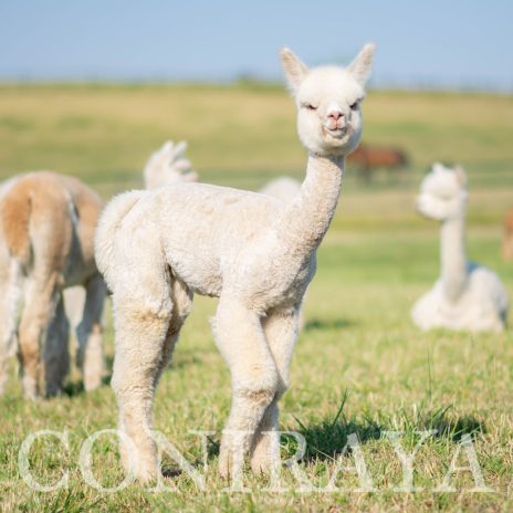 Coniraya Vanilla Annabelle 3