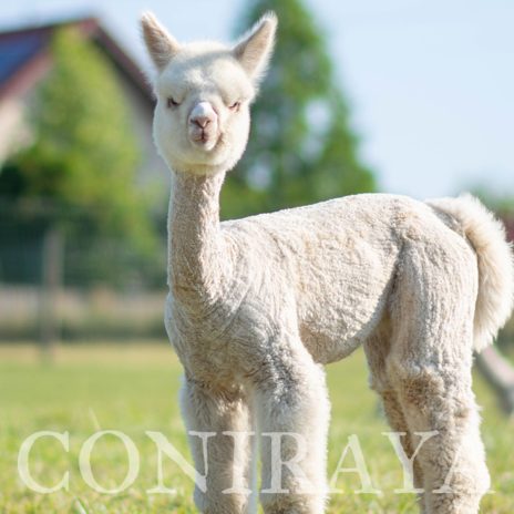 Coniraya Vanilla Annabelle 4