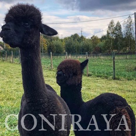 Coniraya WIT Odyssey 1