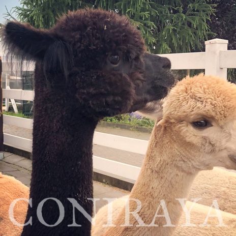 Coniraya WIT Odyssey 2