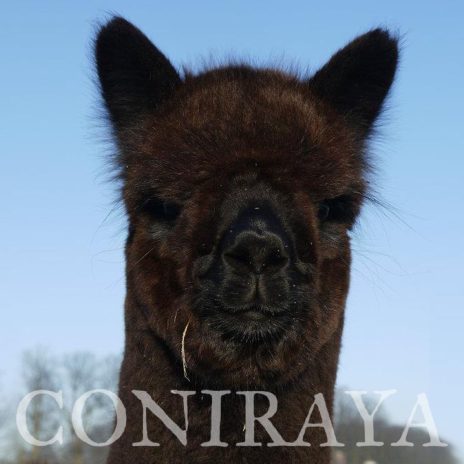 Coniraya WIT Odyssey 3