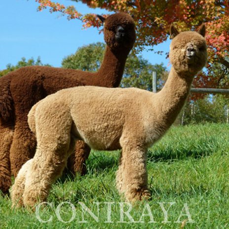 Coniraya Xanadu Allouette 4a