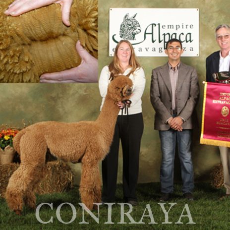 Coniraya Xanadu Allouette 4b