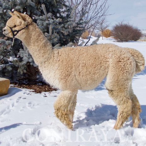 Coniraya Xanadu Allouette 6