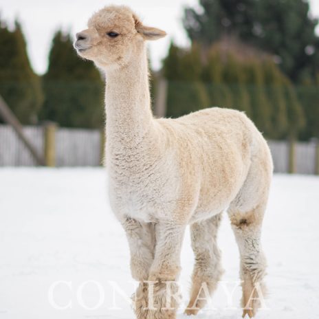 Coniraya Xanadu Allouette 7a