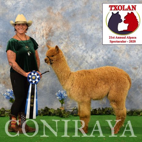 Coniraya Xanadu Kachina 1