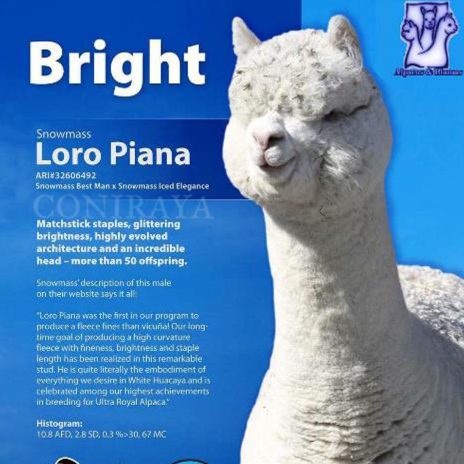 Coniraya Xanadu Kachina 3