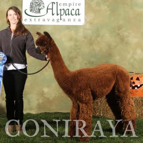 Coniraya Xanadu Kachina 4