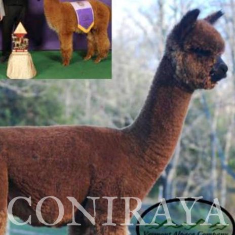 Coniraya Xanadu Kachina 5