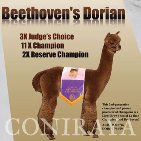 Coniraya Xanadu Kachina 6