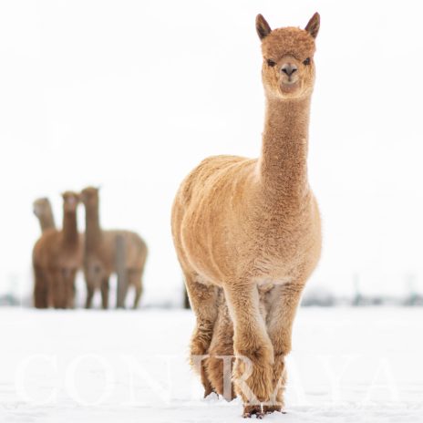 Coniraya Xanadu Kachina 8