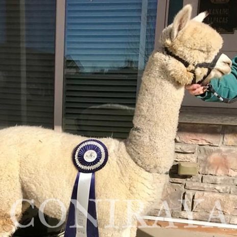 Coniraya Xanadu Peruvian Twice As Haute 2