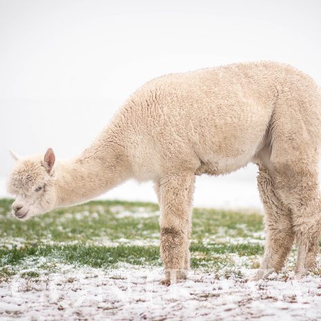 Fairytale Caroline 2