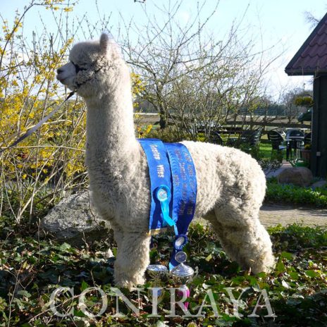 Coniraya AH Peruvian Julian 1