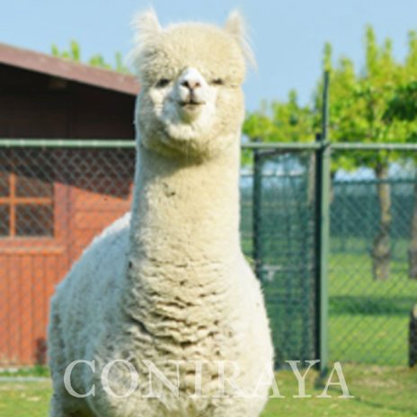 Coniraya AH Peruvian Julian 3