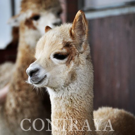 Coniraya Artemisja 2