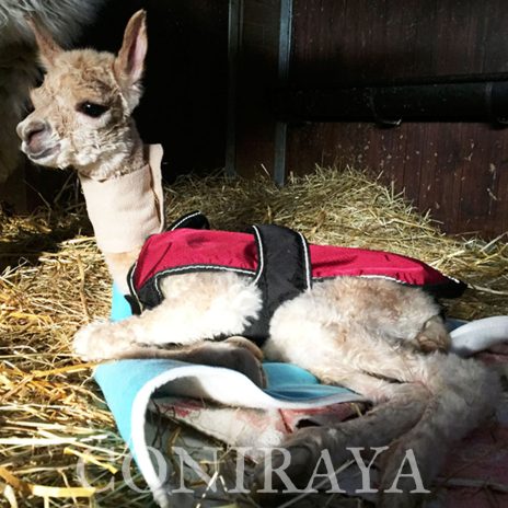 Coniraya Artemisja 3