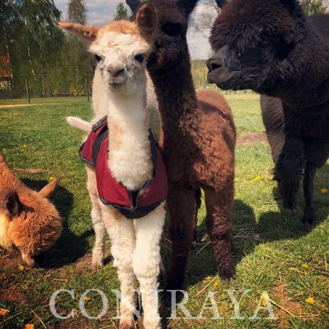 Coniraya Bilbo Wielki 1