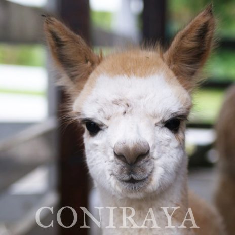 Coniraya Bilbo Wielki 2