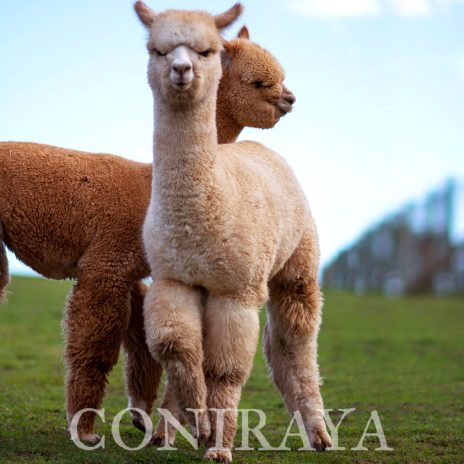 Coniraya Bilbo Wielki 3