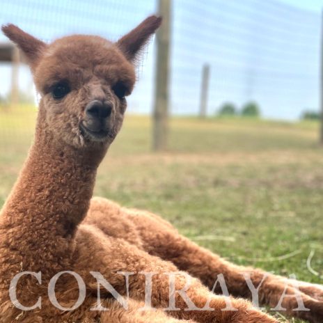 Coniraya Clementine Hunter 2