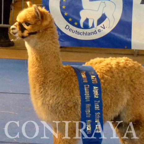 Coniraya Clementine Hunter 3