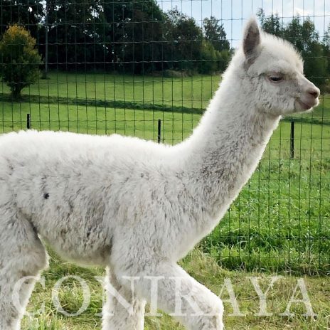 Coniraya Don Pedro 1