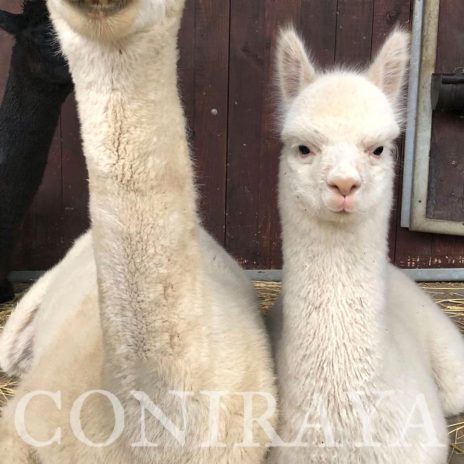 Coniraya Don Pedro 3