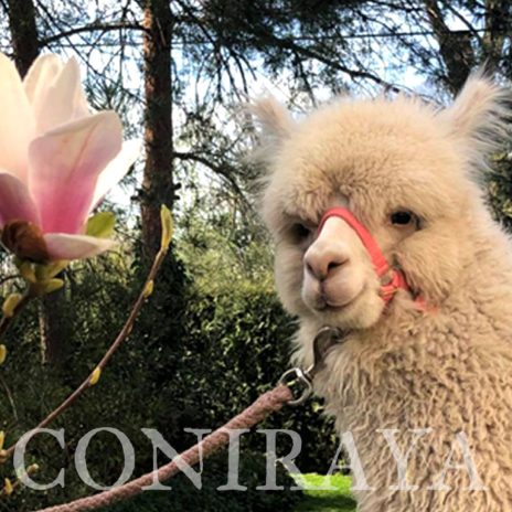 Coniraya Don Pedro 4