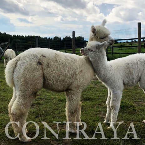 Coniraya Don Pedro 6