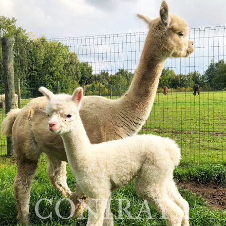 Coniraya Donna Splendida 2