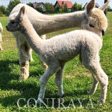 Coniraya Donna Splendida 3